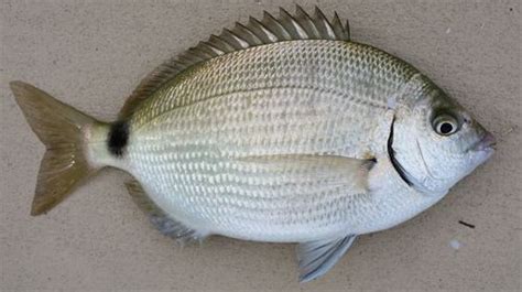 Spottail pinfish ~ Everything You Need to Know with Photos | Videos