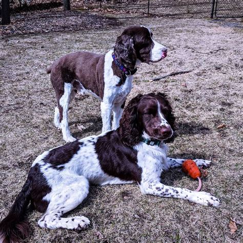 Bench English Springer Spaniel