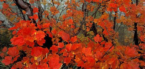 albania-tourism: Albanian Flora and Fauna