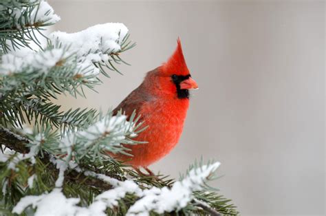 Winter cardinal - campestre.al.gov.br