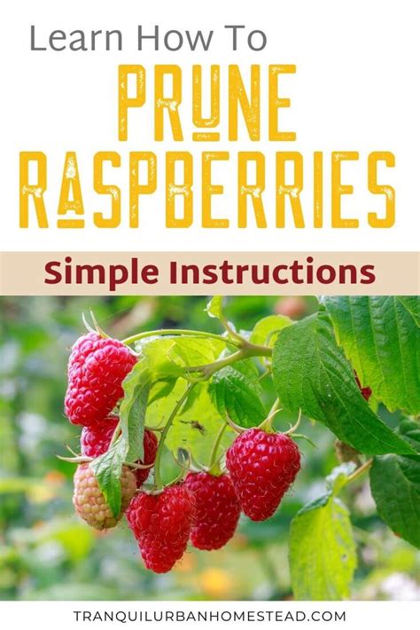 Prune Raspberries: How To Get Better Harvests [+ Video] - Healthy Fresh Homegrown