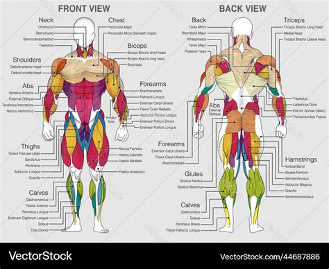 Chart shows the muscles of the human body Vector Image