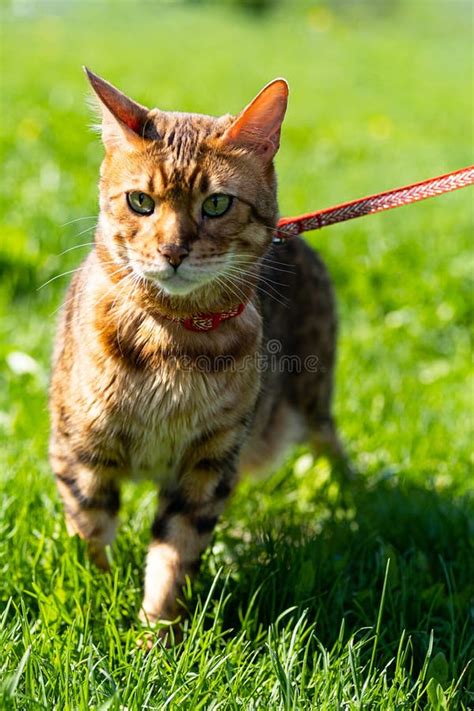 Bengal Cat with a Leash Walking Around the Yard. Cute Cat in Harness on the Green Grass. Pets ...