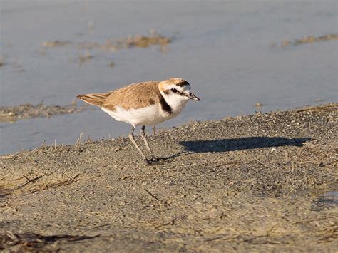 Kentish Plover (Charadrius alexandrinus)