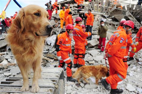 Specially-Trained Rescue Dogs Sent to Turkey to Help Find Earthquake Survivors - PetHelpful News