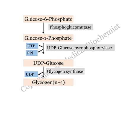 Glycogen synthesis and Breakdown Pathway: Biochemistry, Microbiology