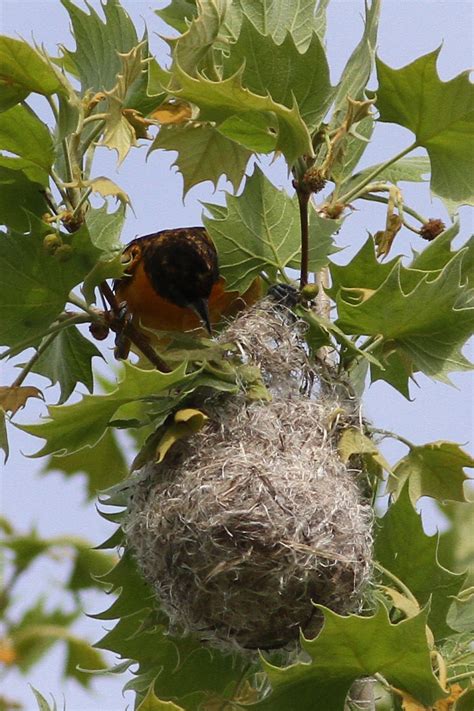 Baltimore Oriole Nest – Birding Pictures