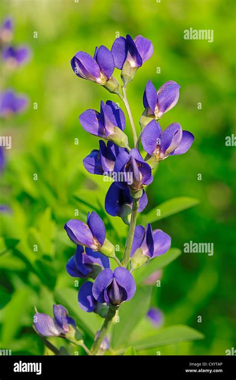 Blue wild indigo (Baptisia australis), found in North America, dye plant and ornamental plant ...