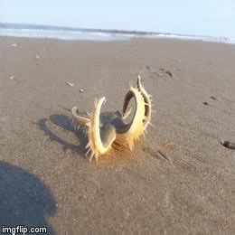 Animated Starfish Gif