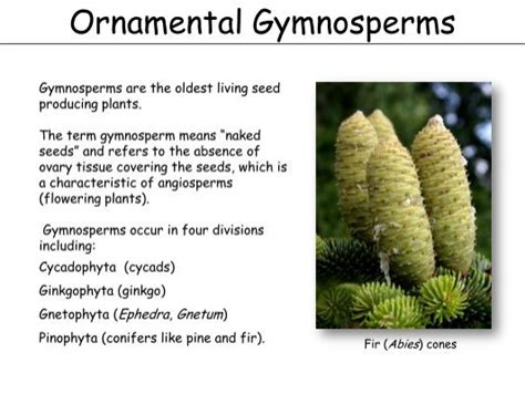 Ornamental Gymnosperms