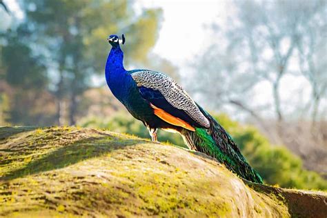 Indian Peacock: The National Bird of India - Unianimal