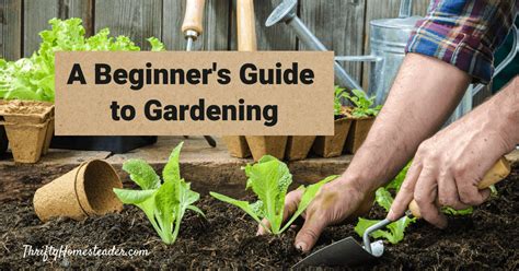 Homestead Garden: A Beginner's Guide