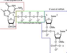 Mrna Structure And Function