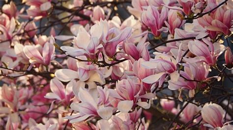 Magnolia Officinalis Bark Extract Benefits and Side Effects - Superfoodly