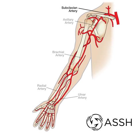 Body Anatomy