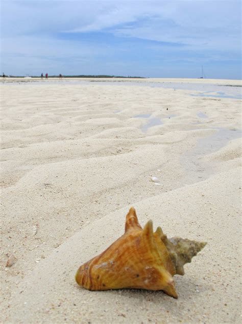 She Sells Sea Shells – LITTLE HOUSE BY THE FERRY