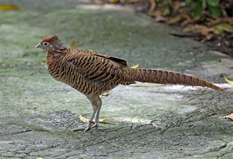 Pictures and information on Lady Amherst's Pheasant