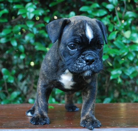 Dark Brindle Olde English Bulldogge Puppies For Sale