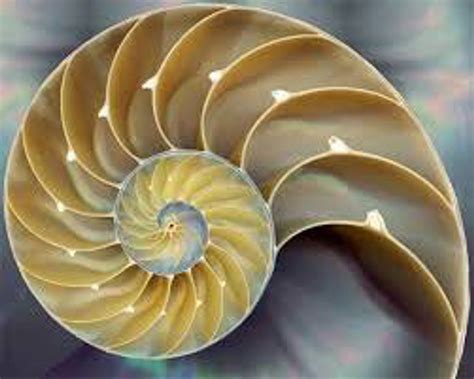 7 Beautiful Examples Of The Fibonacci Sequence In Nature