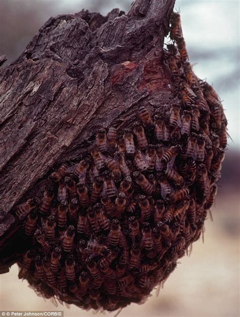 Mountaineer killed by BEE STINGS... along with his loyal dog in Arizona | Daily Mail Online