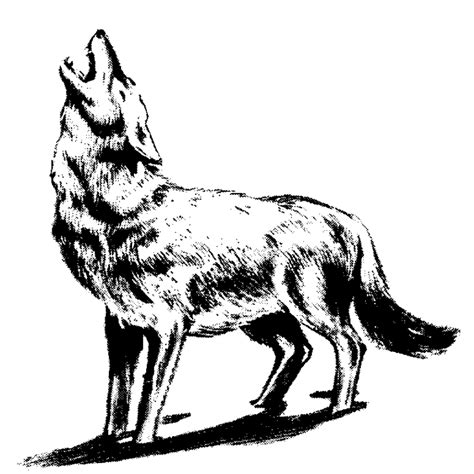 Wolf Clipart - ClipArt Best