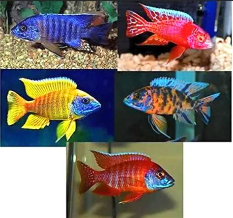 African Cichlids