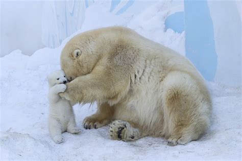 Tiernas fotos de un bebé de oso polar con su madre - Quo