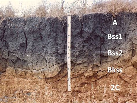 Vertisol Soils