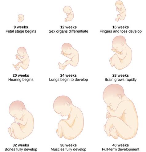 Prenatal Development | Boundless Psychology | Prenatal development, Fetal development, Stages of ...