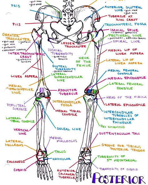 the #posterior bony #landmarks of the lower extremity #leg #legs #bone ...