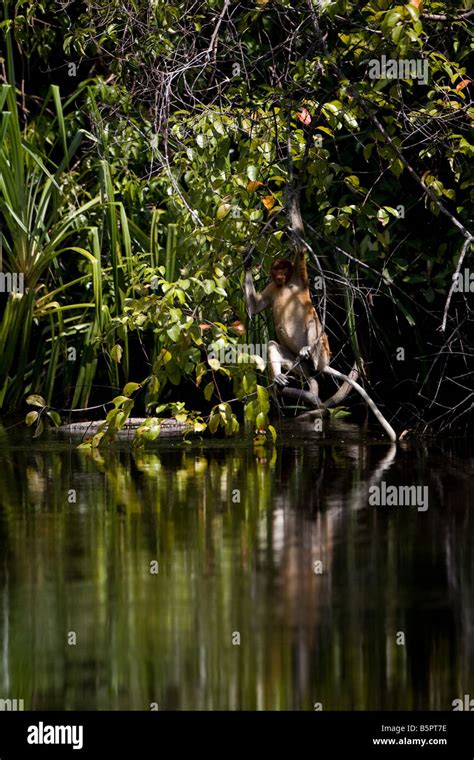 Proboscis monkey swimming hi-res stock photography and images - Alamy