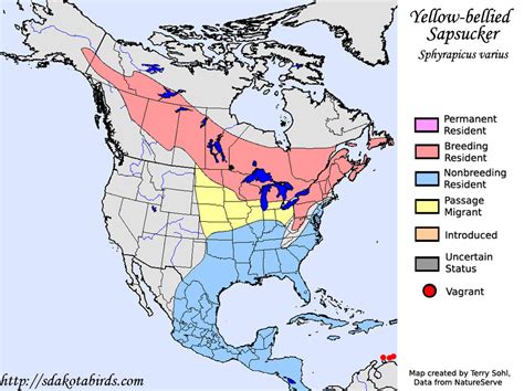 Yellow-bellied Sapsucker - Species Range Map