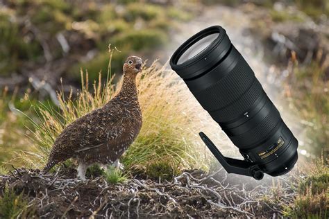 Wildlife Photographer's Review: Nikon 200-500mm f/5.6E ED VR Lens - Nature TTL