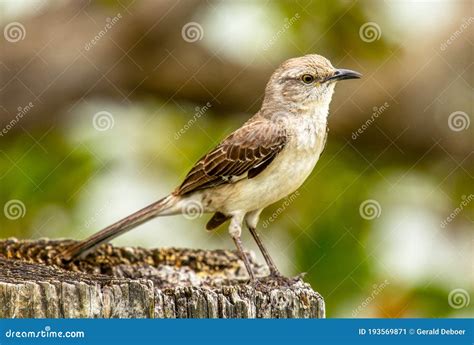 Singing Northern Mockingbird Stock Image - Image of song, outdoor: 193569871