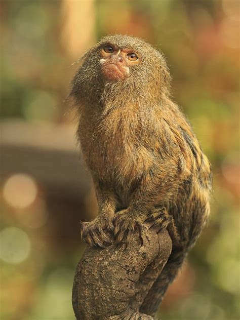 Western Pygmy Marmoset, Cebuella pygmaea - New England Primate Conservancy