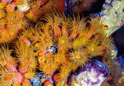 Orange cup corals stock photo. Image of marine, polyps - 88556594