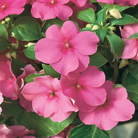 4 in. Impreza Pink Impatiens Plant (6-Pack)-65381 - The Home Depot