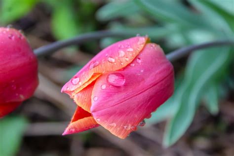 Tulips with raindrops | Smithsonian Photo Contest | Smithsonian Magazine