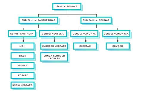 Data Hierarchy