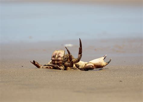 pewit: what future now for North Sea wildlife?