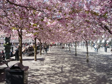 Japanese Cherry Blossom trees in 'Kungsträdgården', Stockholm Cherry ...