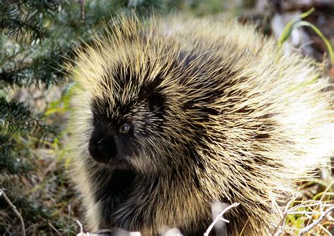 Urson amerykański – Wikipedia, wolna encyklopedia | Cucciolo di porcospino, Mammiferi, Animali