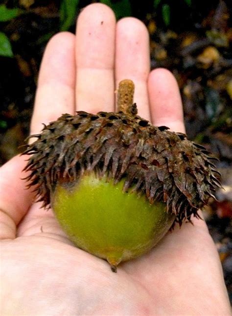 The acorn of Quercus insignis is spectacularly large. It has up to 8cm in diameter, and it fills ...