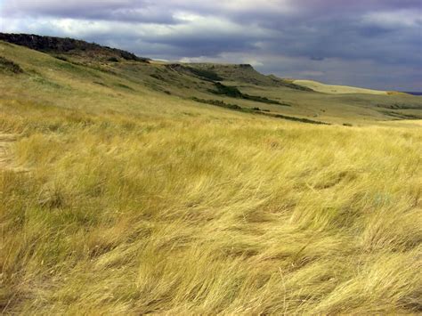 The Source For Picture: Amazing Tropical Grasslands of South America