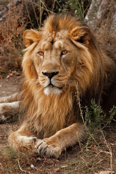 Powerful Male Lion With A Beautiful Mane Impressively Lies Again Pyrography by Michael Semenov