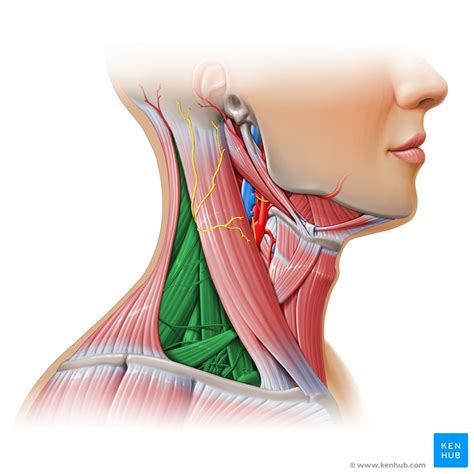 Head and neck: Regions and anatomy | Kenhub