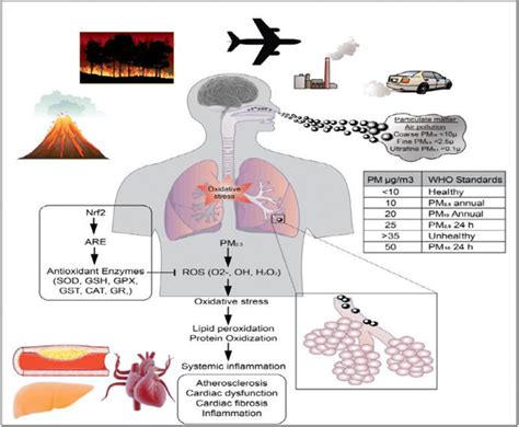 Particulate matter air pollution: source and health effects. Air... | Download Scientific Diagram