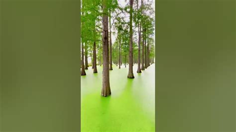 Haoyang Lake Wetland Park in Yangzhou, China - YouTube