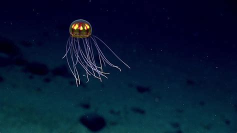 Mariana Trench Live Stream Reveals Some Seriously Gnarly Creatures ...