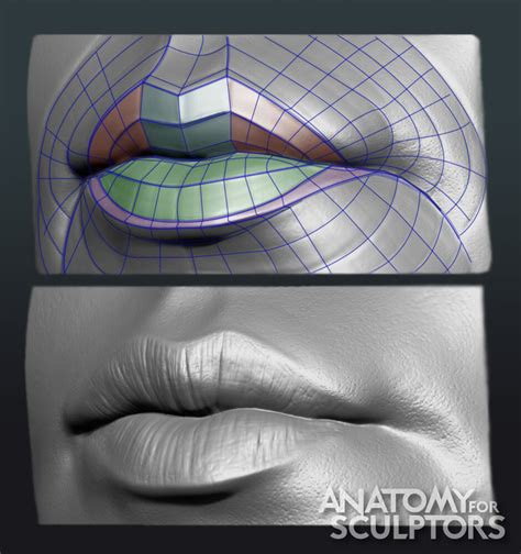 Anatomy For Sculptors - Lips - grid and colour-coding